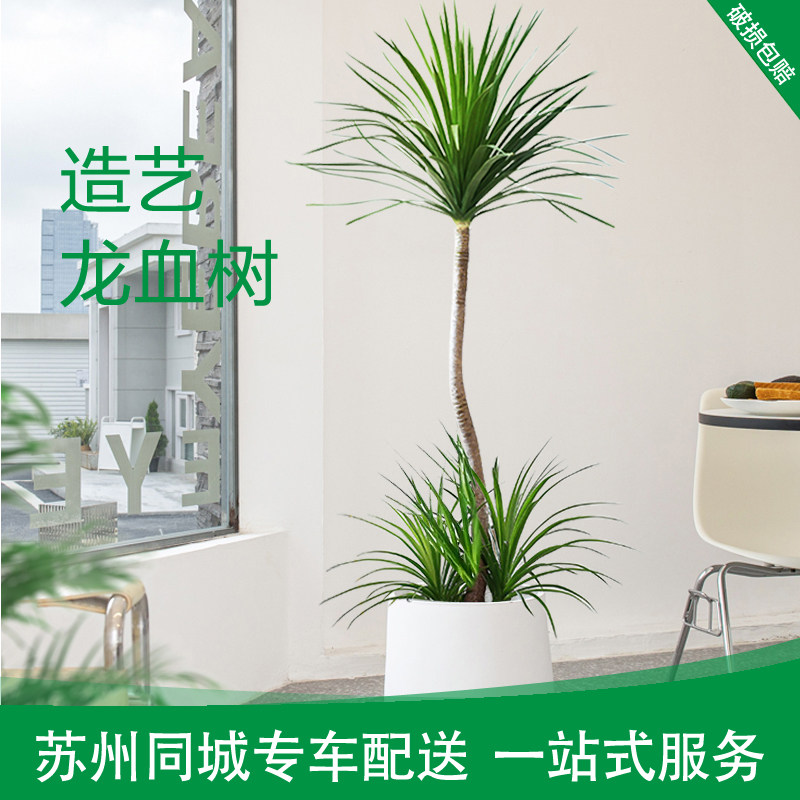龙血树盆栽大型室内绿植苏州配送