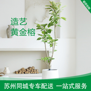 造艺黄金榕盆栽花叶橡皮树富贵榕老桩室内好养大型植物苏州同城送