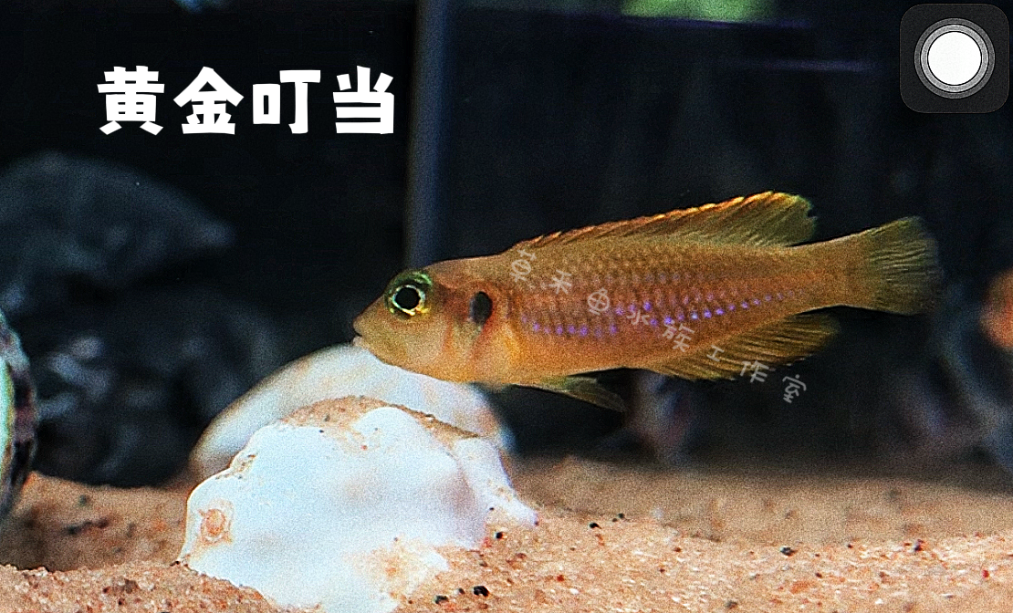 黄金叮当 坦鲷卷贝鱼 卵生小型三湖慈鲷  热带鱼淡水活体