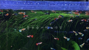 草禾鱼自制坨草水兰坨草细叶水兰坨草北美针叶草小水兰草水下叶