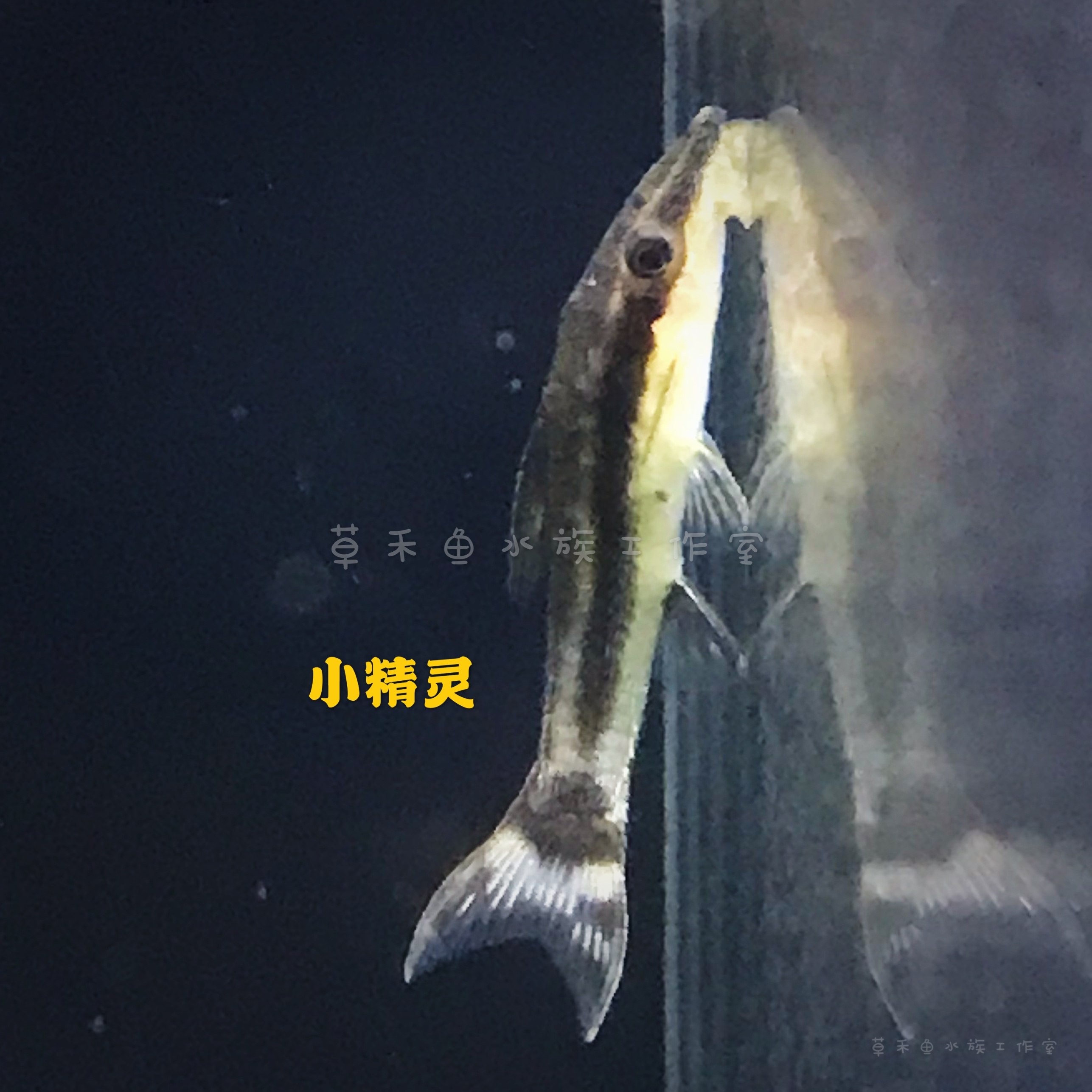 小精灵鱼熊猫小精灵老虎小精灵淡水鱼草缸除褐藻绿藻刮藻工具鱼