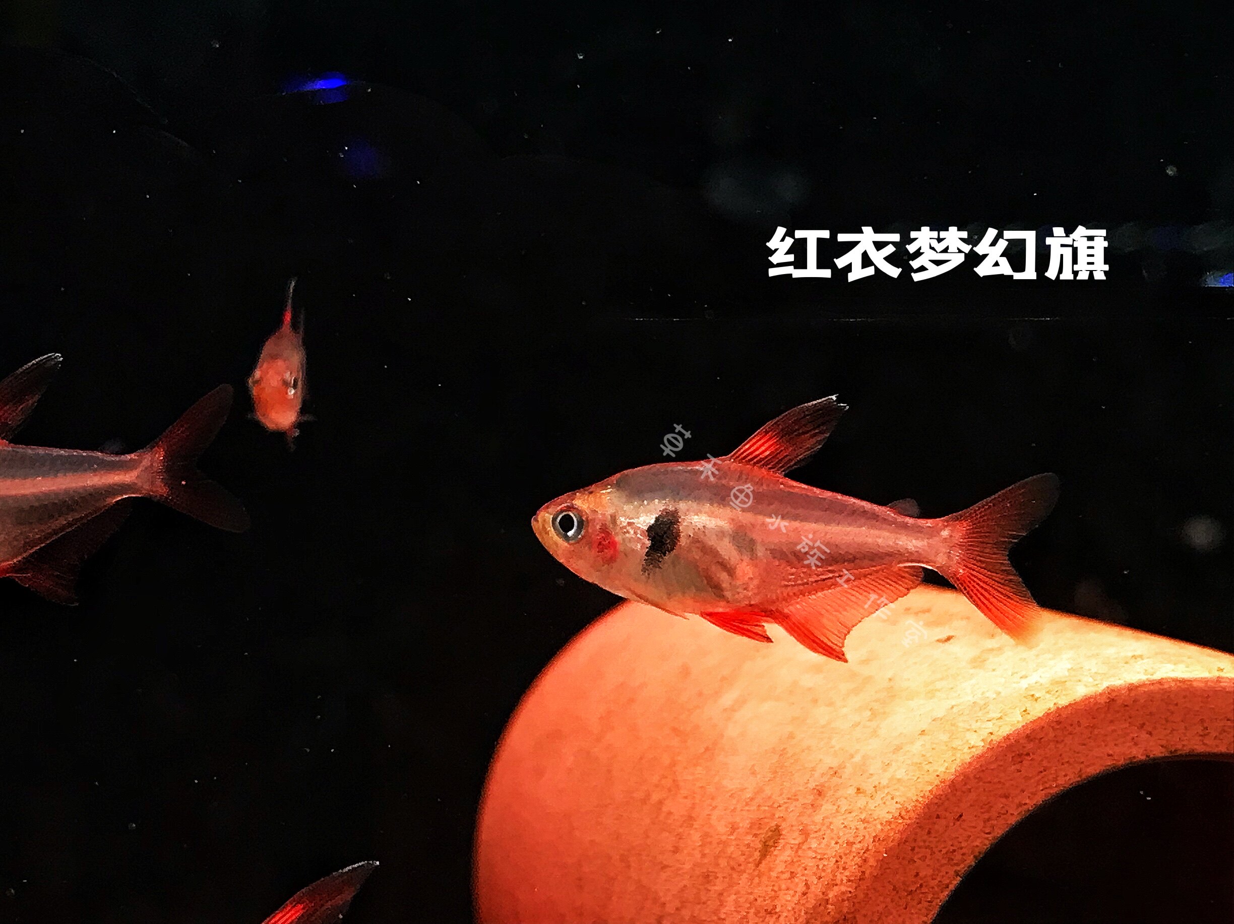 红衣梦幻旗南美小型观赏灯鱼红旗鱼红幻象扯旗鱼草缸灯科鱼