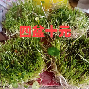 水养四季 铜钱金钱草招财草带叶带土新款 庭院阳台盆栽