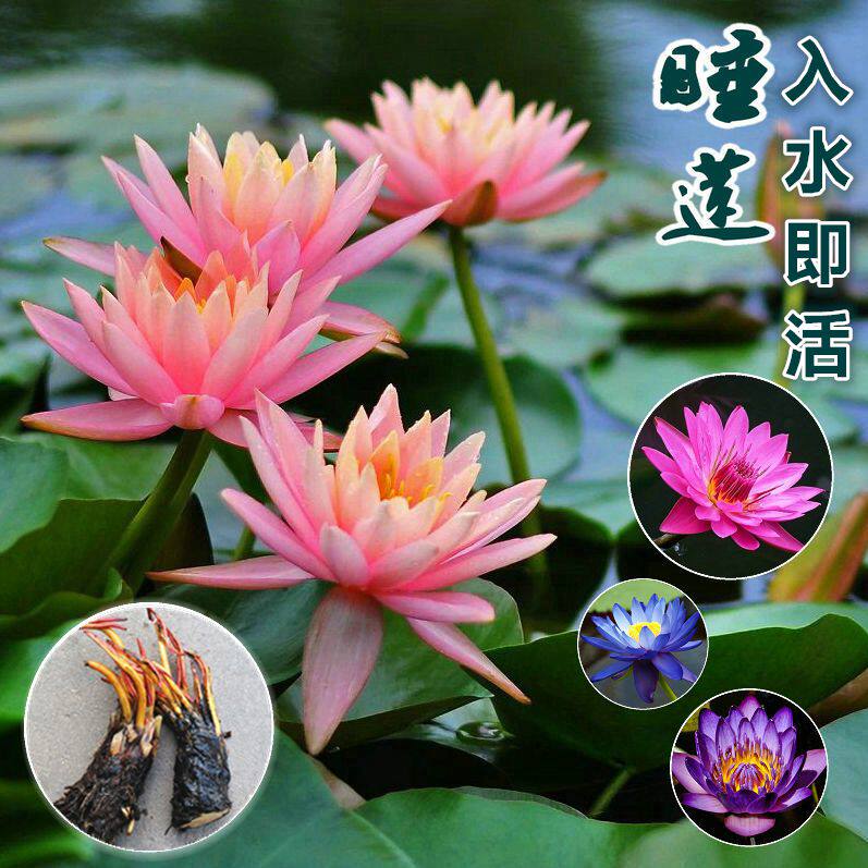 睡莲根块池塘睡莲花水培植物室外莲花盆栽水养花卉荷花大睡莲花苗
