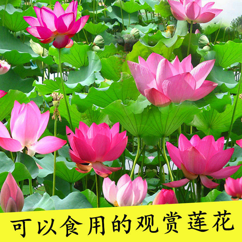 池塘荷花藕种大型观赏荷花苗种藕根茎 莲花盆栽荷花种藕苗莲藕