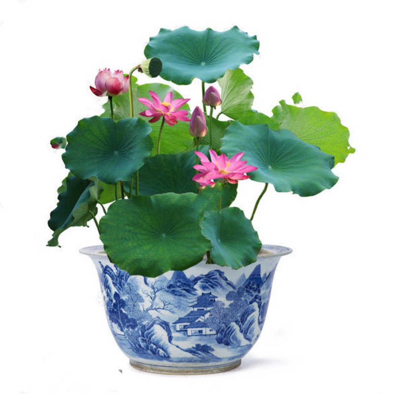 荷花盆栽水养莲藕苗种莲花池塘缸养荷花睡莲生水培植物碗莲种根苗