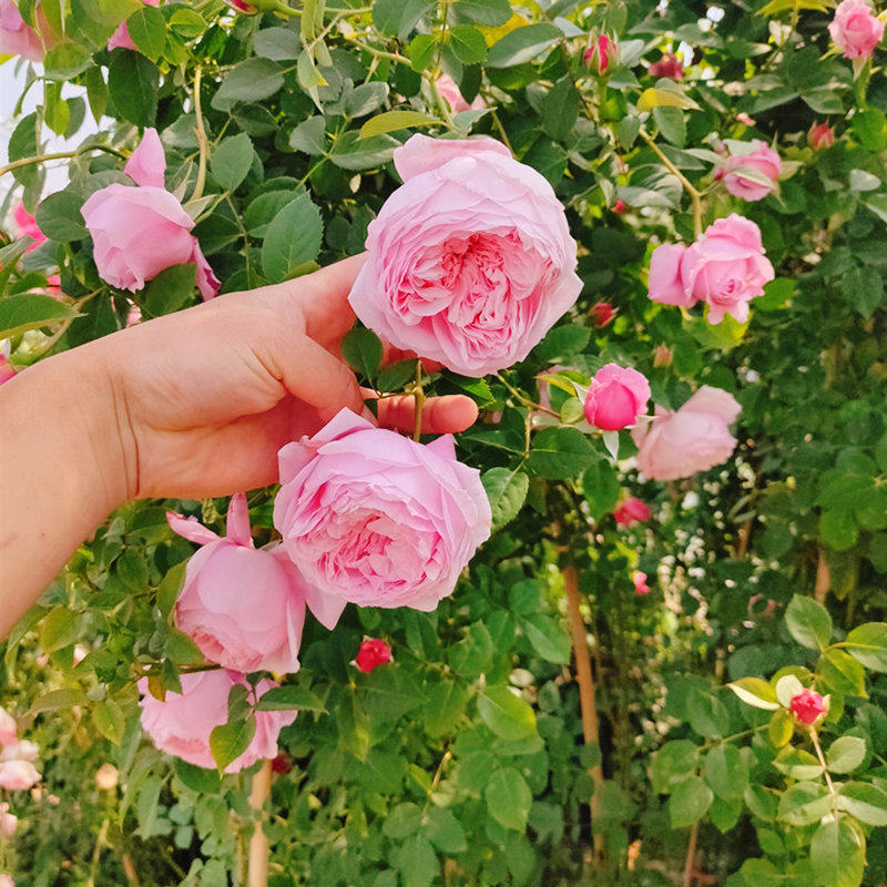 自由精神月季花苗盆栽藤本月季爬藤植物蔷薇花苗四季开花阳台花卉,鲜花速递/花卉仿真/绿植园艺,月季/蔷薇/玫瑰,淘宝优惠券,粉丝福利购,淘宝优惠卷