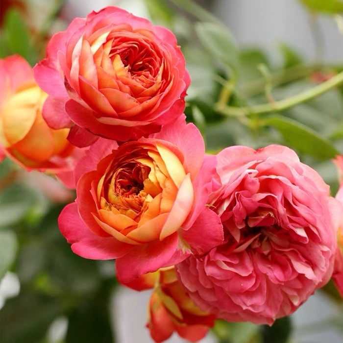 藤本爬藤月季花苗盆栽藤宝贝阳台四季开多花爬墙蔷薇玫瑰庭院植物,鲜花速递/花卉仿真/绿植园艺,月季/蔷薇/玫瑰,淘宝优惠券,粉丝福利购,淘宝优惠卷