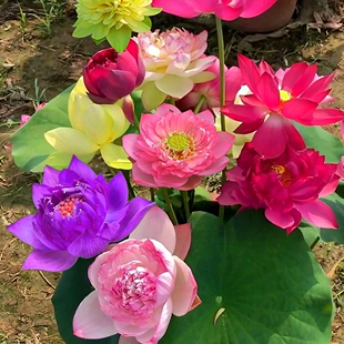荷花苗盆栽水养莲藕种根苗食用藕种藕苗莲花碗莲种藕水生植物碗莲