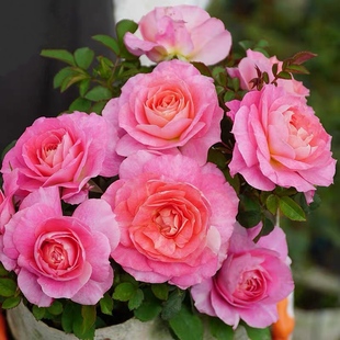 海神王月季花苗特大花浓香阳台盆栽四季开花不断庭院阳台勤花微月