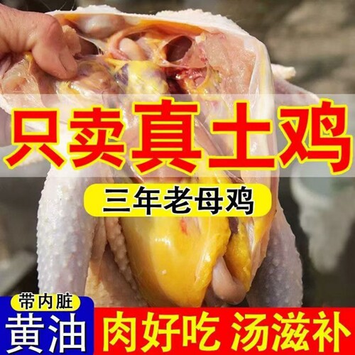 老母鸡月子鸡黄油鸡老鸡