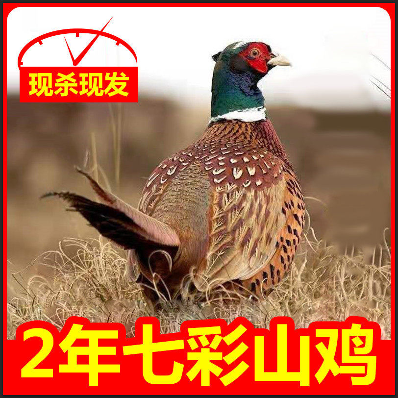 【顺丰冷链包邮】现杀山鸡农家散养七彩山鸡肉山鸡蛋土鸡老母鸡,水产肉类/新鲜蔬果/熟食,鸡腿/鸡腿制品,淘宝优惠券,粉丝福利购,淘宝优惠卷