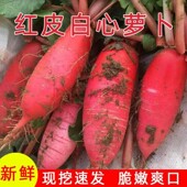大红萝卜红皮萝卜徐州新鲜现摘白肉水萝卜白心萝卜泡菜胭脂萝卜