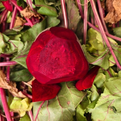 新鲜现挖甜菜根甜菜头