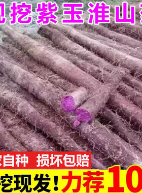 紫玉淮山药紫美人紫人参新鲜铁棍