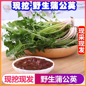 现挖婆婆丁蘸酱5斤新鲜蒲公英