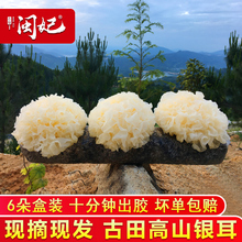闽妃古田新鲜银耳6朵盒装 活鲜白木耳糯雪耳非丑耳干货银耳莲子羹