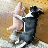 狗狗发泄玩具公狗法斗耐咬大型犬自嗨磨牙宠物柯基泰迪解闷神器