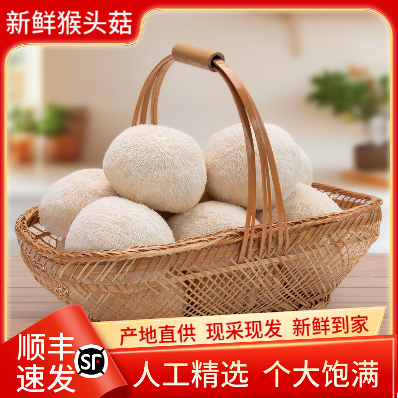 福建古田特产新鲜猴头菇当季食用新鲜猴头菌猴菇2斤装现摘现发