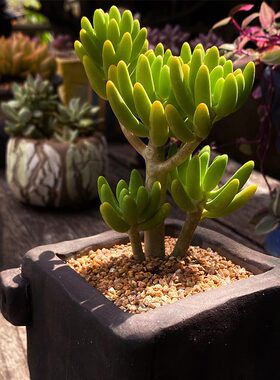 八千代多肉优惠券 八千代多肉价格 多少钱 麦穗日记