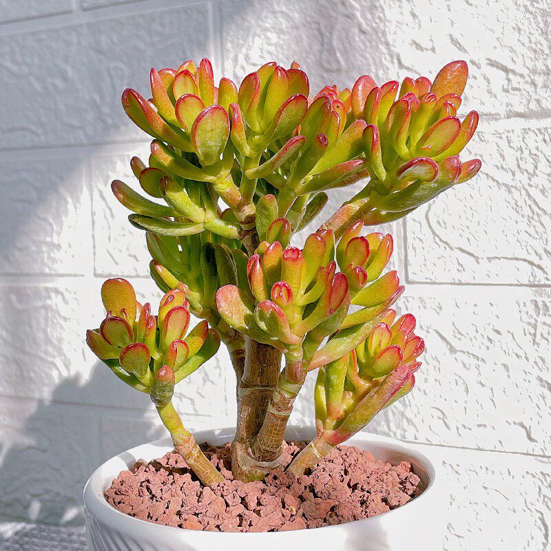 玉树多肉植物组合盆栽招财猫精品绿植吸财树大颗稀有品种盆景老桩