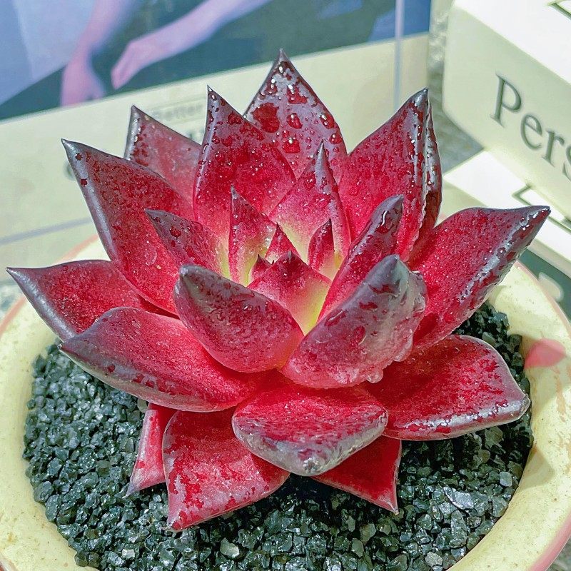 罗宾红色多肉植物血罗精品贵货大颗肉肉老桩稀有品种室内桌面盆栽