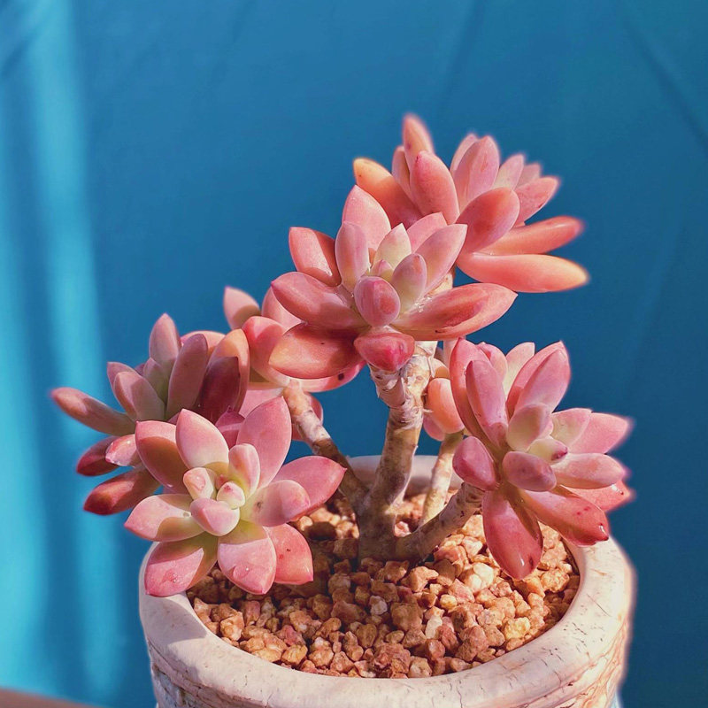 秋丽老桩群生云南精品露养多肉植物新手好养易活耐寒造型大盆栽