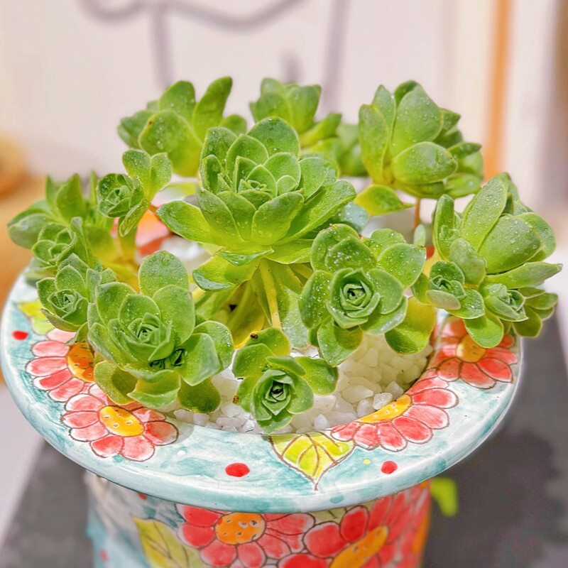 山地玫瑰群生多肉植物新手小盆栽精品阳台室内桌面绿植客厅翡翠球