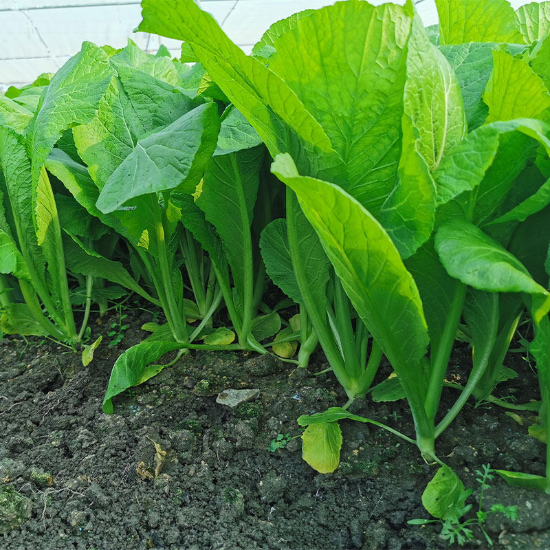 春菜新鲜蔬菜潮汕春菜凤尾春芥菜农产品自种蔬菜家庭用炒菜包邮