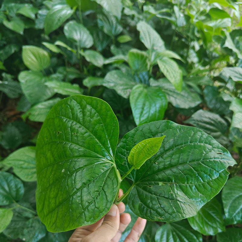 青草新鲜深山急捞叶新鲜假蒌苗当季蛤蝼叶山蒌炒田螺包粽子可食用