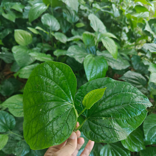 青草新鲜深山急捞叶假蒌苗