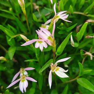 半边莲新鲜采摘潮汕中草药急解索野生蛇力草细米草瓜仁草清热利尿