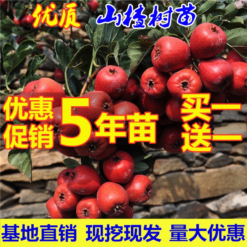 盆栽带土带叶南方种植山楂树苗