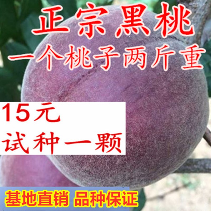 嫁接黑桃王树苗特大黑桃皇后桃树苗黑肉南北方种植当年结果果树苗