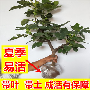 种云南斯特拉无花果树苗盆栽地栽 新品 斯特拉无花果苗南北方种植