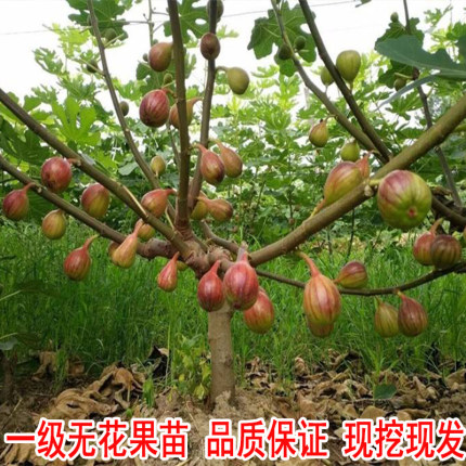 无花果树苗特大波姬红庭院盆栽地栽四季果树南方北方种植当年结果