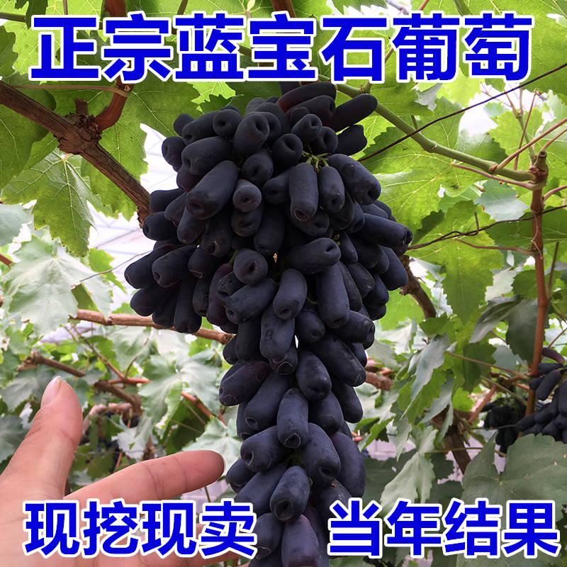 葡萄树苗盆栽地栽无籽巨峰葡萄苗品种苗南方北方种植能爬藤果树苗