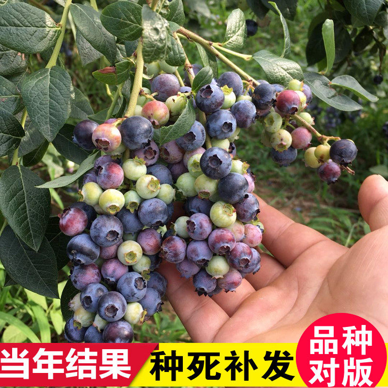蓝莓苗四季盆栽地栽蓝宝石蓝莓果树苗当年结果南北方种植原土发货