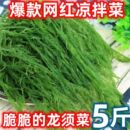批发龙须菜盐渍新鲜海草海藻丝菜凉菜凉拌菜商用麻辣烫火锅食材