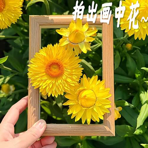 【拍出画中花】中空相框春季拍照出片框架立体镂空摆台经典木质