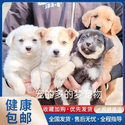 中华田园犬土狗活体狗