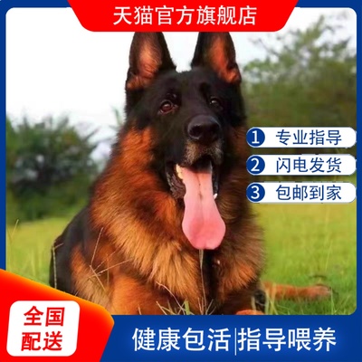 德牧幼犬大型犬德国牧羊犬