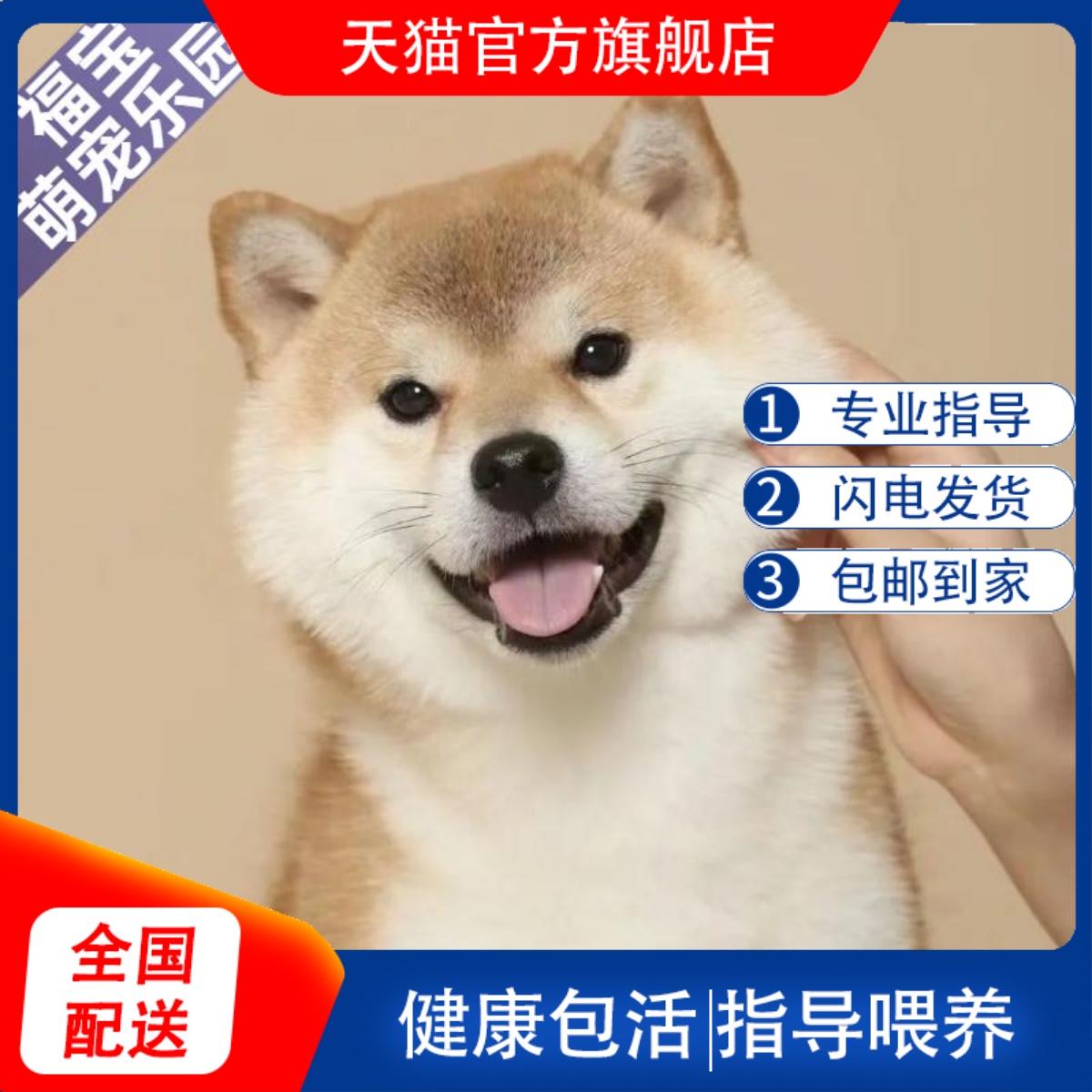 纯种柴犬幼犬赤柴黑色豆柴幼崽日本柴犬双血统秋田犬小型犬宠物狗