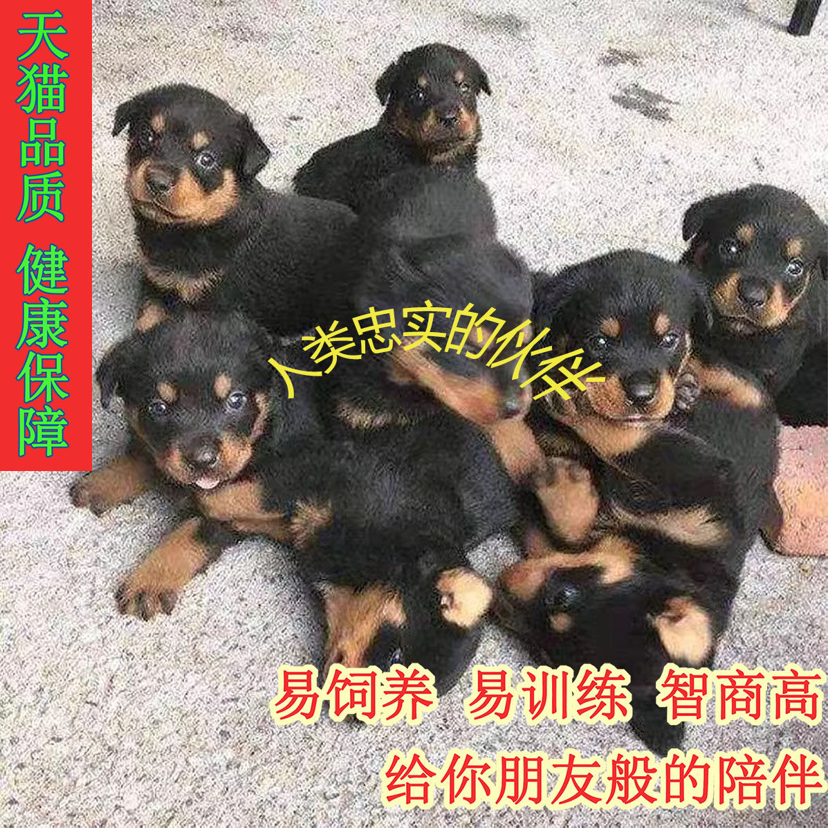 四眼铁包金真狗田园犬活体正宗幼犬串串打猎犬赶山犬大型犬好养活