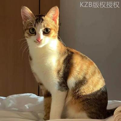 中华田园猫三花猫橘白猫