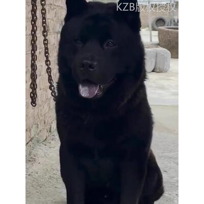 中华田园犬五黑犬纯黑