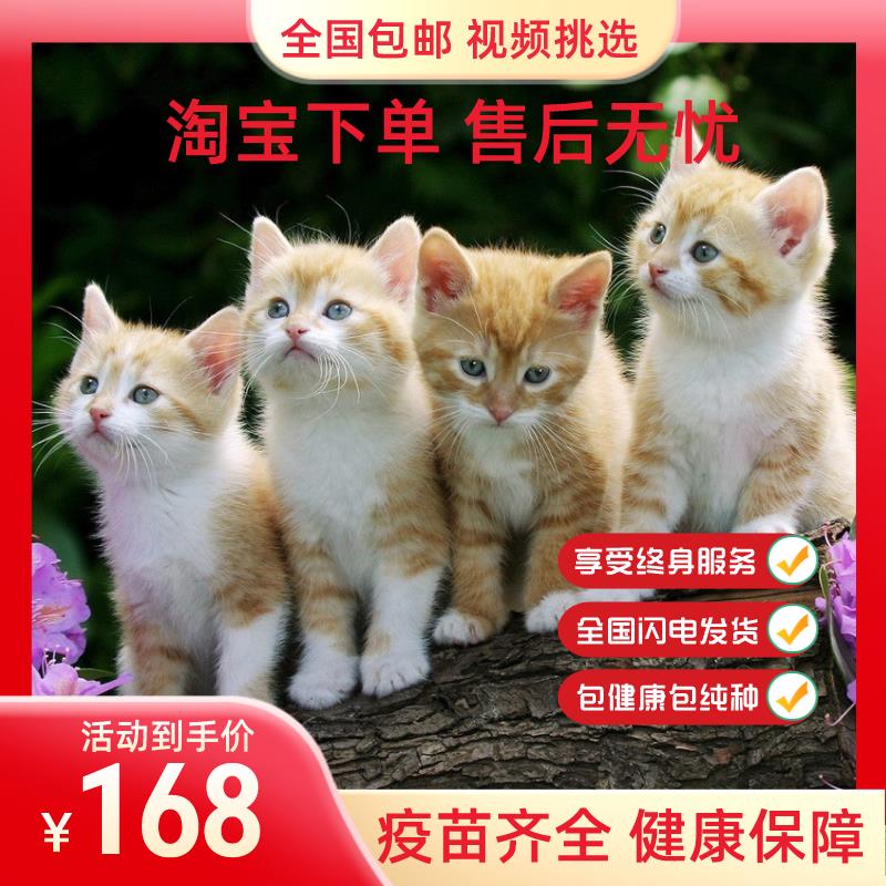 中华田园猫网红橘猫三花猫狸花猫奶牛猫白猫异瞳玄猫黑猫抓老鼠猫