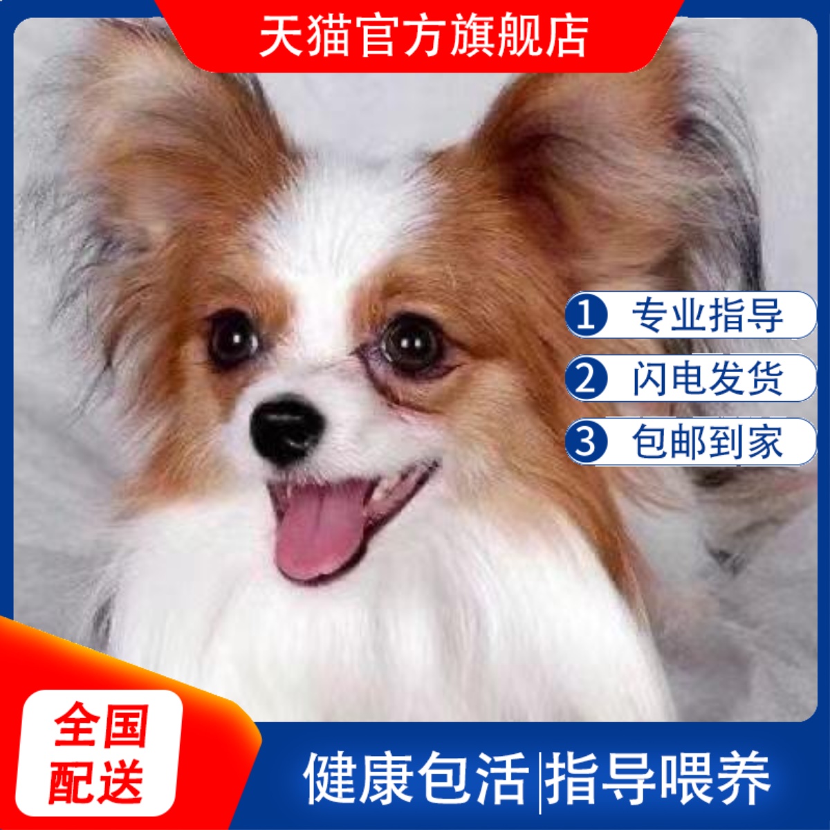 中华田园犬活体图狗狗