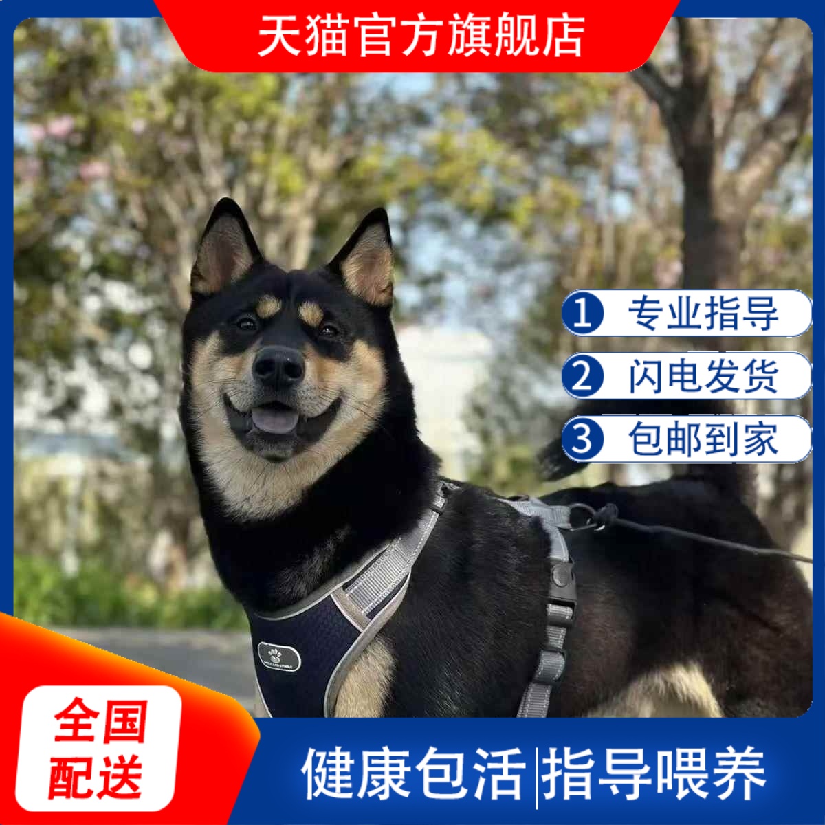 中华田园犬广西土猎狗五黑犬黄狗白面虎斑四眼铁包金土松幼犬活体