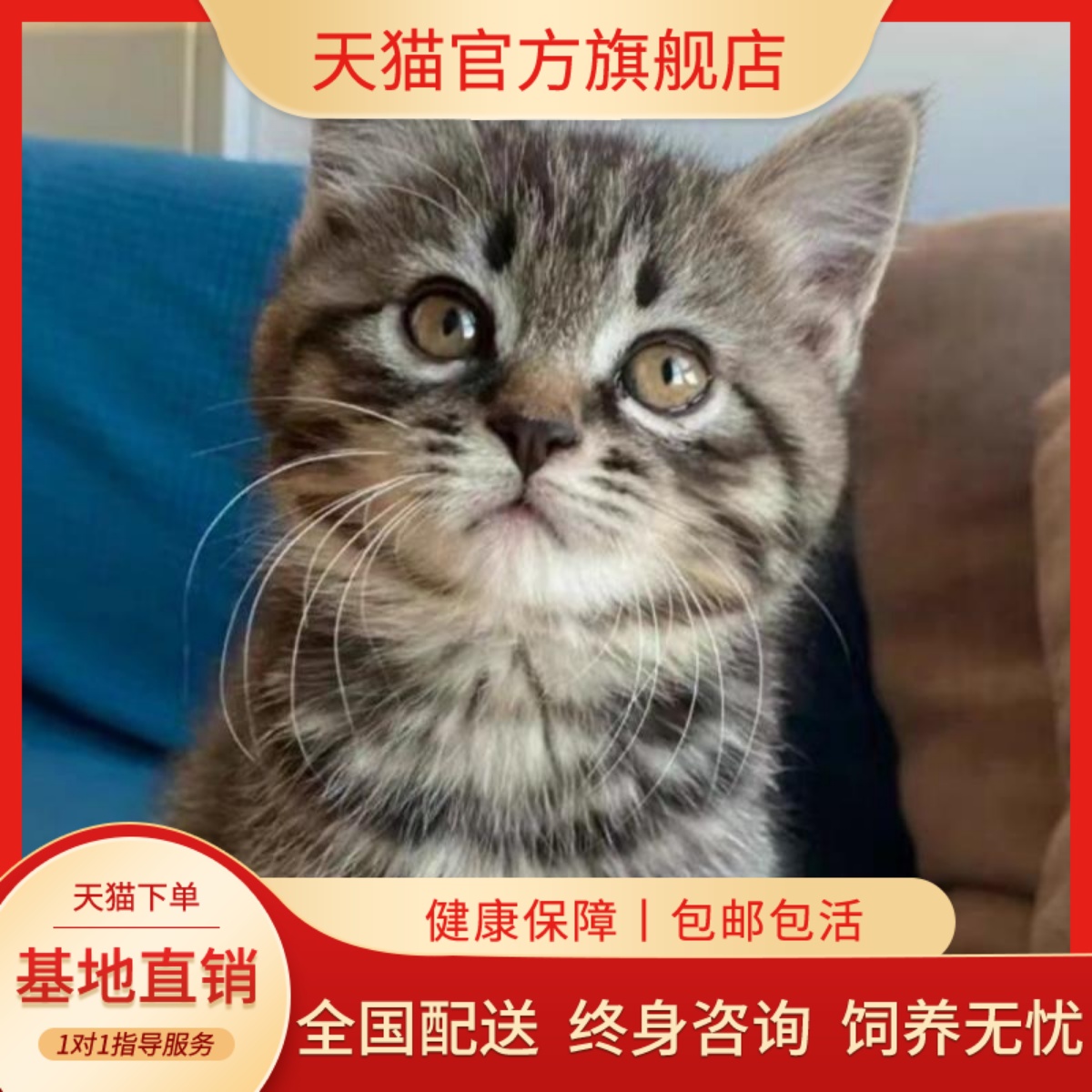 中华田园猫简州猫抓老鼠橘猫幼崽活体纯种混血三花奶牛猫白猫黑猫